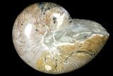 Polished Fossil Nautilus (Cymatoceras) - Madagascar #127153-1